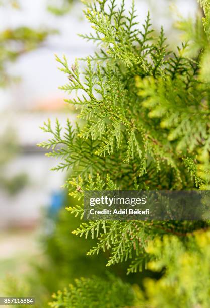 close-up of thuja tree - freshgrass festival photos et images de collection