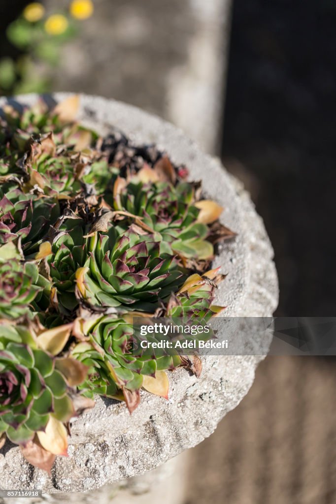 Sempervivum