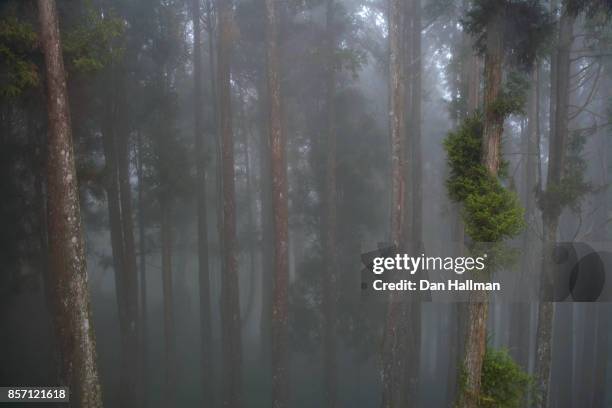 alishan forest, taiwan: trees in the mist - chiayi stock pictures, royalty-free photos & images