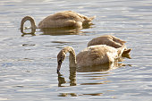 Young gray swans seraching food in the water
