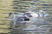 Young gray swans seraching food in the water