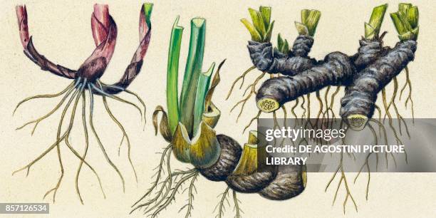Rhizomes of lily of the valley , iris and sweet flag , drawing.