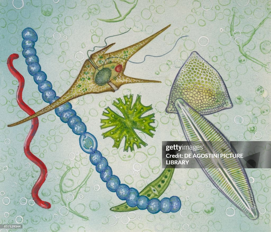 Unicellular organism, drawing