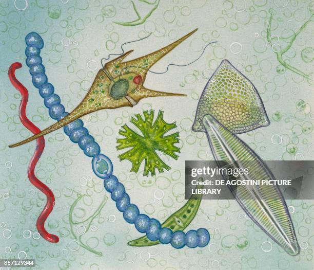 Nostoc, Ceratium, Micrasterias, Closterium, Cymbella, Triceratium, drawing.