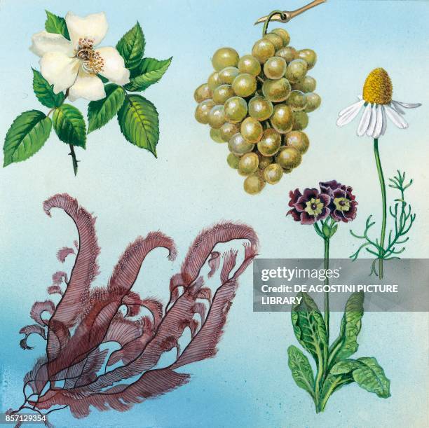 Compound Capitulum Drawing 99 Inflorescence Types Stock Photos, High-Res Pictures, and Images ...