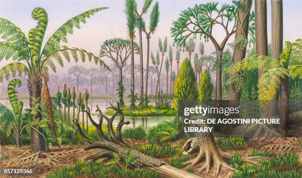 Tree ferns and climbing fern, Stiglocalamites schultz, Sigillaria root , scale tree , Sigillaria, Calamites, Lepidodendron sternbergi, drawing.