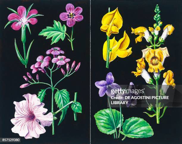 Examples of actinomorphic flowers : Common corn-cockle , Meadow geranium , Lunaria, Petunia; examples of asymmetric flowers : Broom , Snapdragon ,...