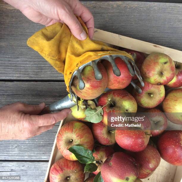 bioäpfel in holzkiste. aufnahme von 2016 - holzkiste imagens e fotografias de stock