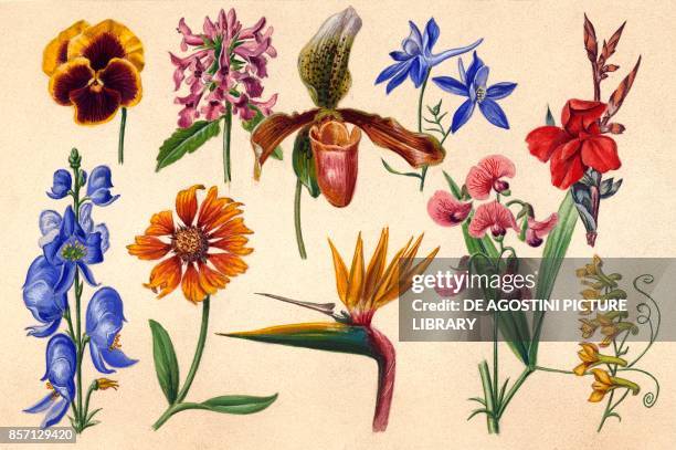 Examples of irregular flowers: Pansy , betony, Cypripedium , Larkspur , Indian shot Canna, Monks' hood Aconite , Blanket flower, Bird of paradise,...