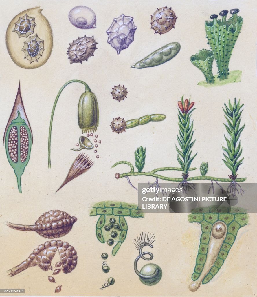 Fungi, lichens and ferns spores, drawing