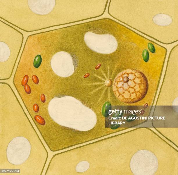 Membrane, vacuole, centrosome, chloroplasts, nucleus, nucleolus, drawing.