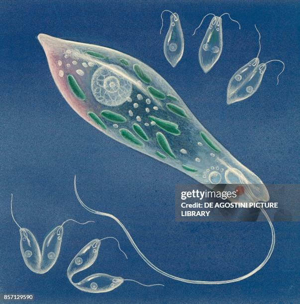 Euglena viridis, unicellular algae, and cell division scheme, drawing.