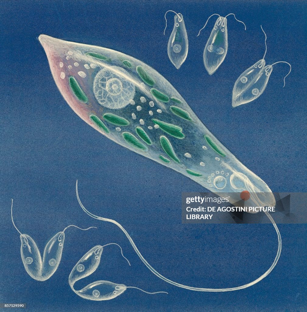 Euglena viridis, unicellular algae, drawing