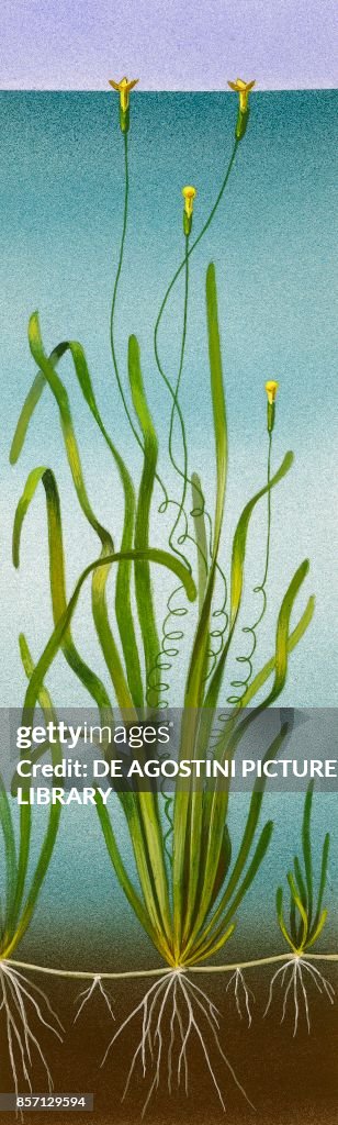 Vallisneria spiralis plant with female flowers