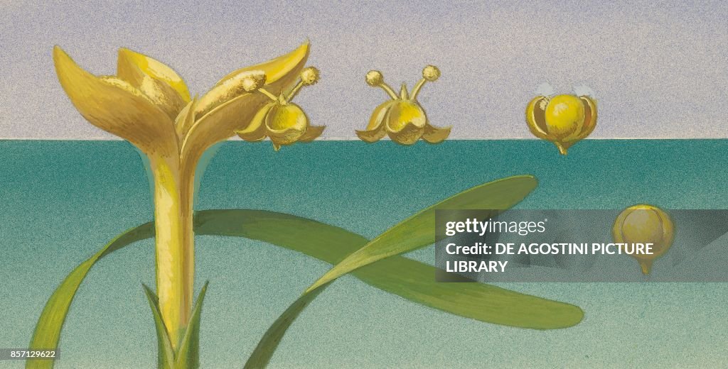 Male Vallisneria spiralis flowers, drawing