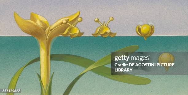 Male Vallisneria spiralis flowers, drawing.