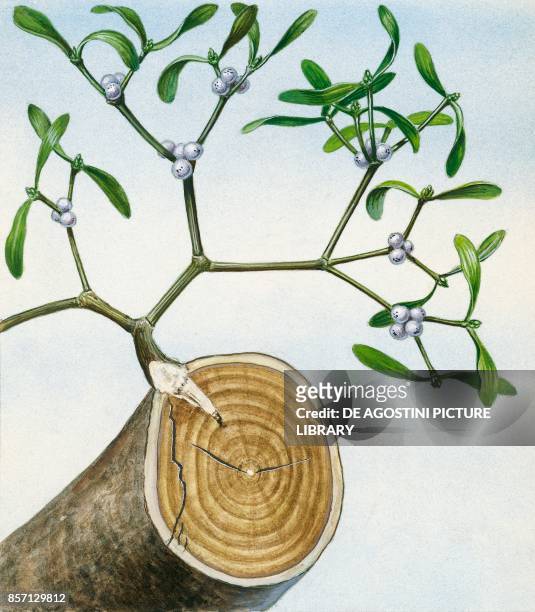 Mistletoe plant with haustoria in the trunk of the host plant, drawing.