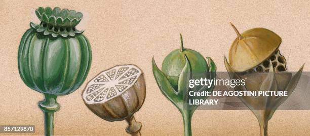 Capsule Example Botany Capsule (Botany) Photos and Premium High Res Pictures - Getty Images