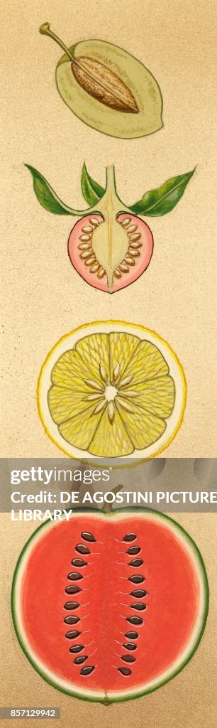 Sections of drupes, drawing