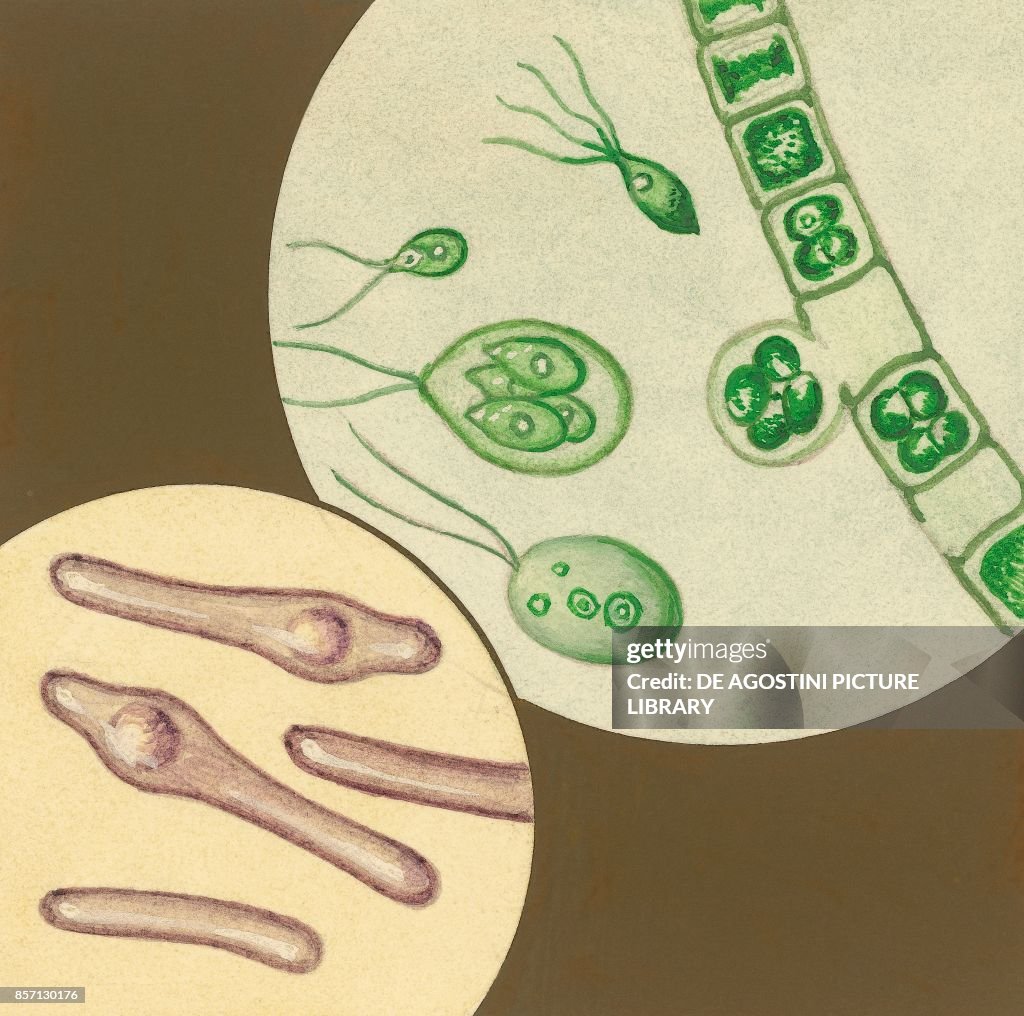 Zoospores of algae and spore-forming bacteria