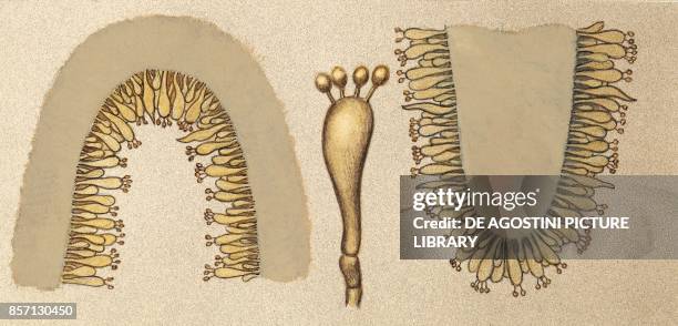 Section of pores, basidium, strip, drawing section.