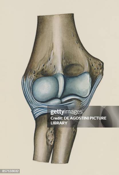 Joint Draw Elbow Joint Drawing Photos and Premium High Res Pictures - Getty Images