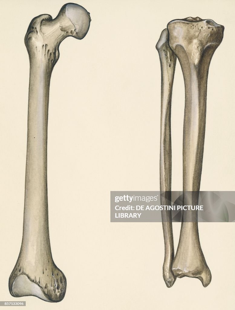 Femur, tibia and fibula, human body, drawing