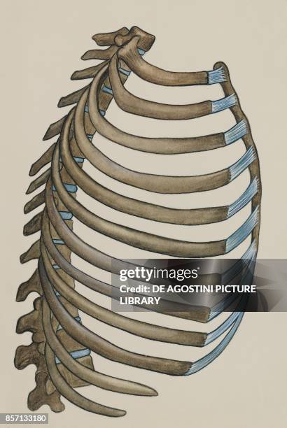 Lat View Ribs 86 Ribcage Lateral View Stock Photos, High-Res Pictures, and Images ...