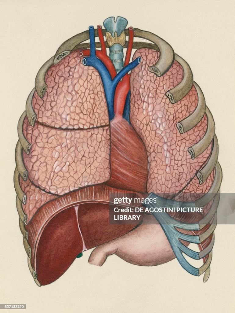 Front Organs Position of the organs in the chest, front view, human body, drawing ...