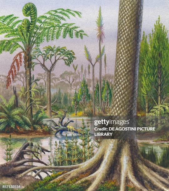 Landscape with plants from the Carboniferous period: Lepidodendron trunk, psaronius, Sigillaria, Bothrodendron, Calamites, Equisetites, drawing.