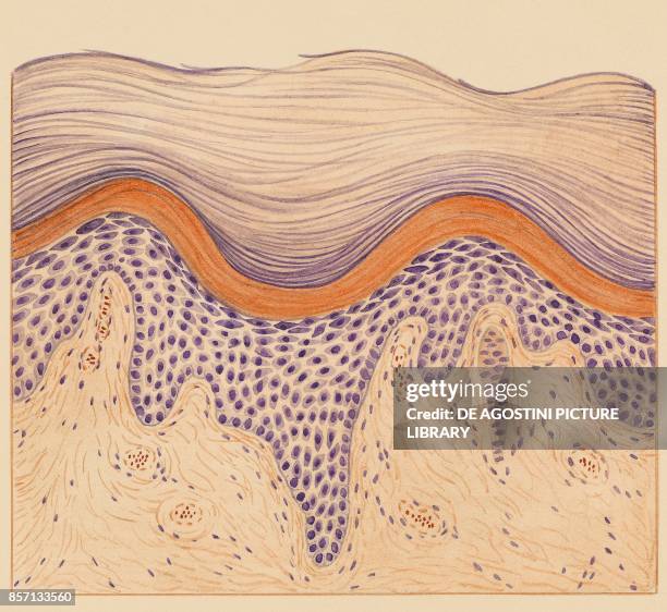 Epidermal structure, section, human body, drawing.