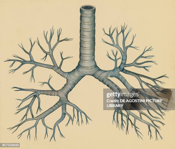 Bronchi Draw 2,278 Bronchi Anatomy Stock Photos, High-Res Pictures, and Images ...