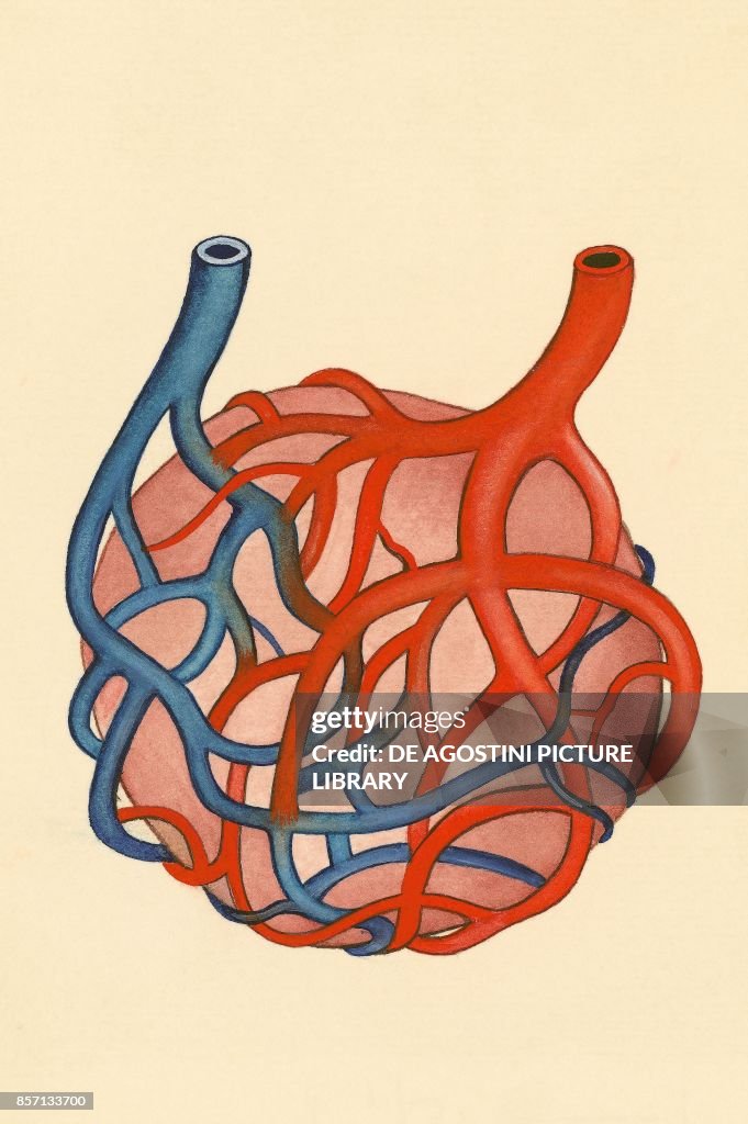 Red blood cells and hemoglobin, body, drawing. News Photo - Getty Images