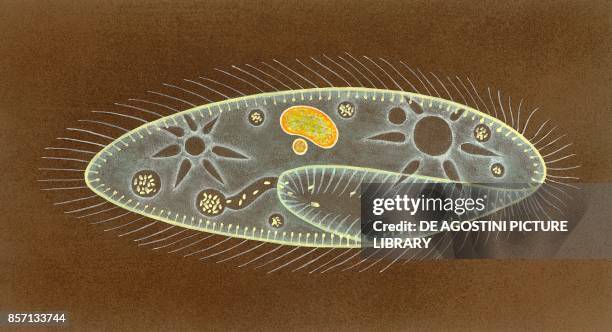 Paramecia with organelles, drawing.