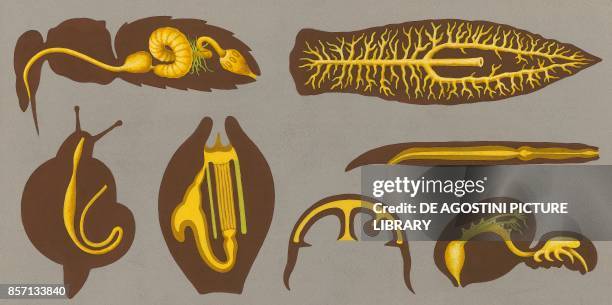 Diagram of invertebrate digestive tracts: bee, planarian, nematode, snail, zooid, jellyfish, spider, drawing.