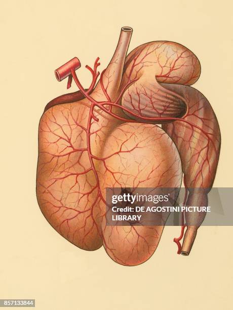 Digestive system of a ruminant mammal, drawing.