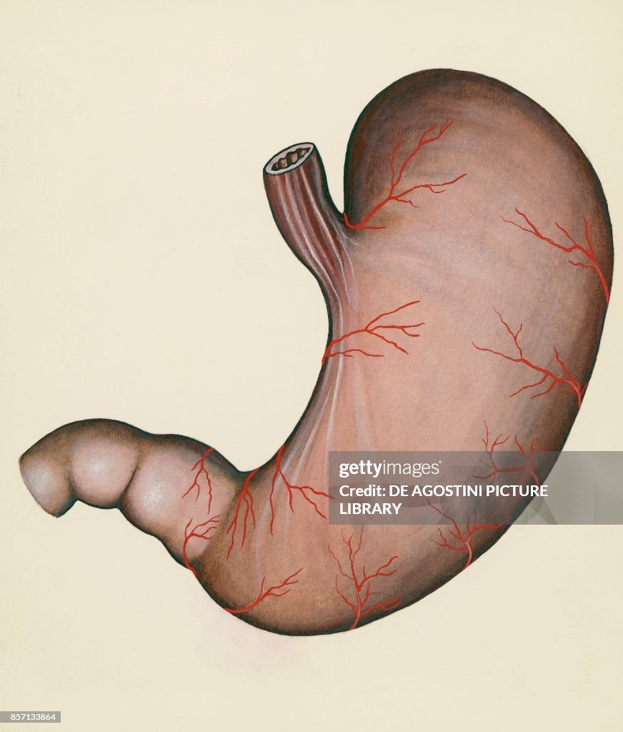 Stomach, human body, drawing