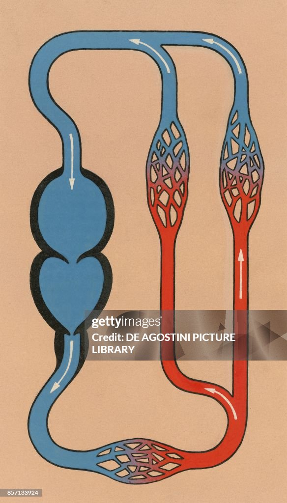 Simple blood circulation system, heart with two cavities , drawing. News  Photo - Getty Images