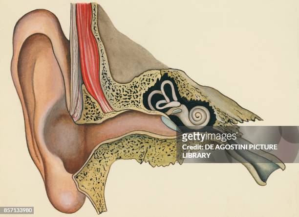 Ear and ear canal, section, human body, drawing.
