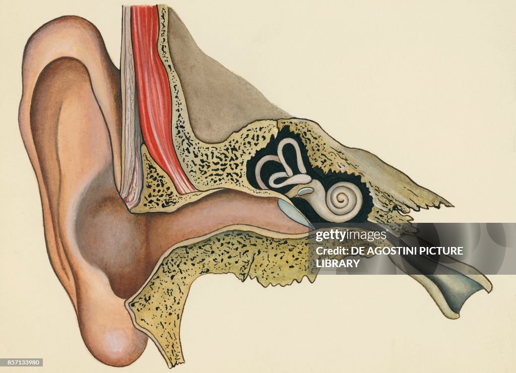 Ear and ear canal, section, human body, drawing