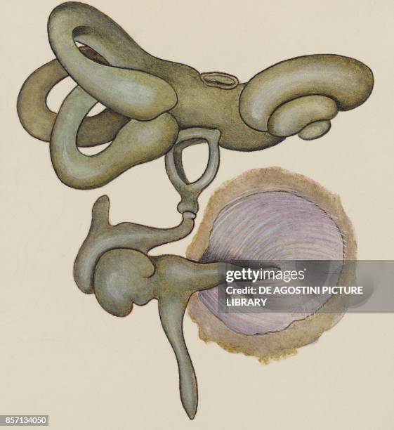 Eardrum, hammer, anvil, stirrup and cochlea, human body, drawing.