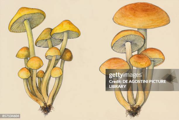 Sulphur tuft or clustered woodlover and brick cap , Strophariaceae, drawing.