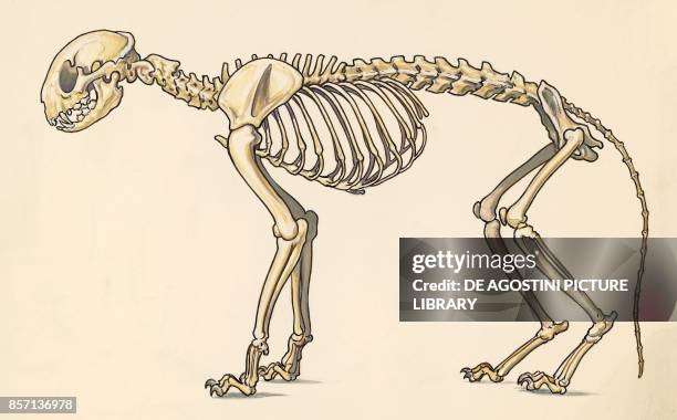 Cat skeleton, lateral view, drawing.