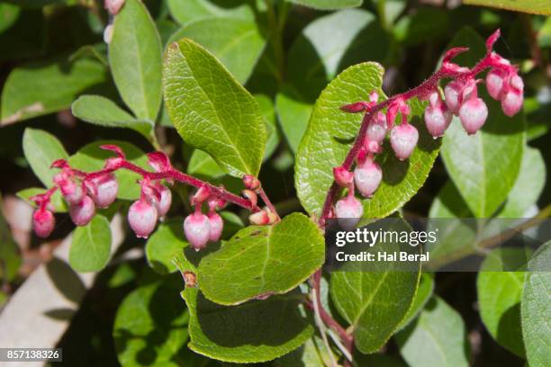 greenleaf manzanita flowers - greenleaf stock pictures, royalty-free photos & images