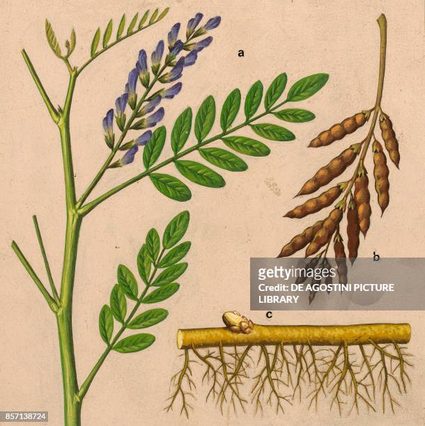 Licorice : a flowering top, b leguminous fruit, c rhizomatous root, drawing.