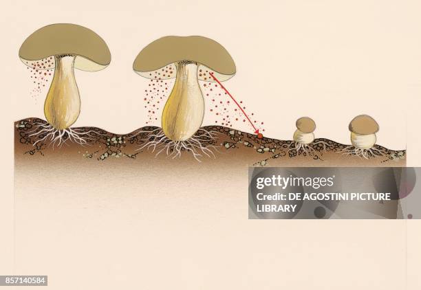 Fungus, spores and hyphae, drawing.