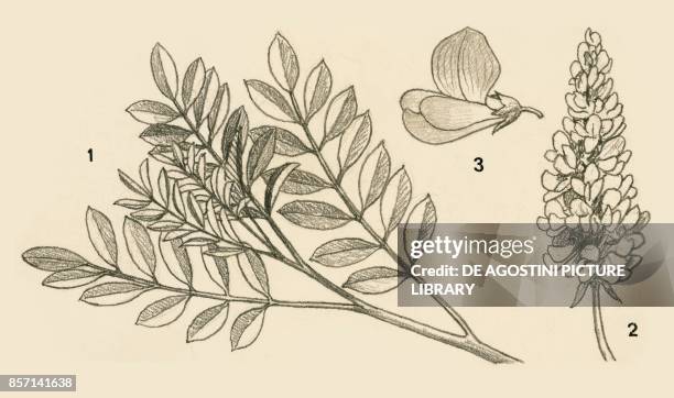 True indigo : 1 branch with leaves, 2 inflorescence, 3 flower, drawing.