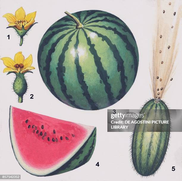 Watermelon : 1 male flower, 2 female flower, 3 fruit, 4 fruit section, 5 squirting cucumber at the moment of explosion, drawing.