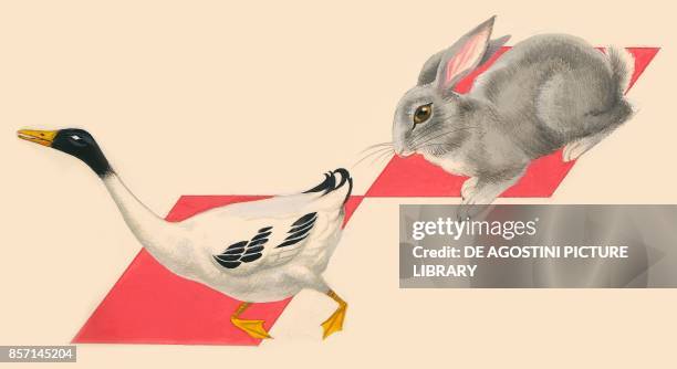 Goose Rabbit Goose Studio Shot Photos and Premium High Res Pictures - Getty Images