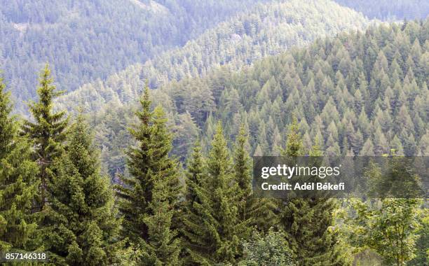 pine trees (semmering, austria) - abeto fotografías e imágenes de stock